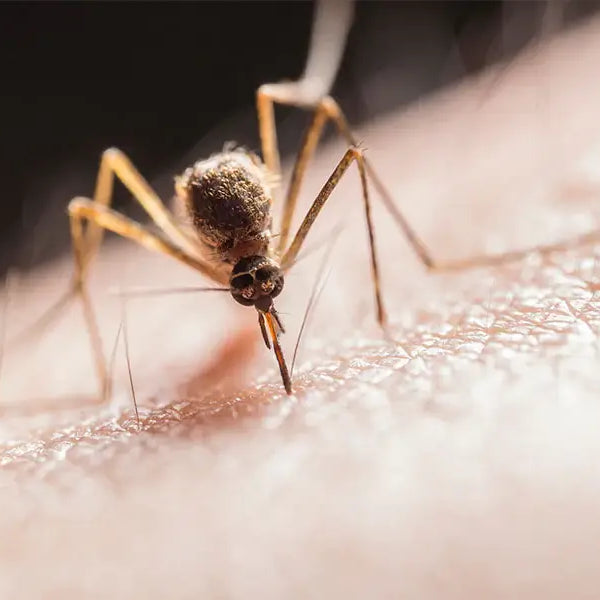 cuánto viven los mosquitos